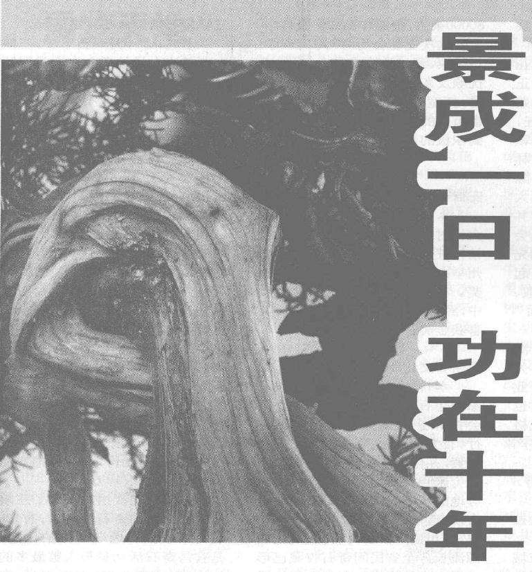 真柏盆景怎么10年培植的过程