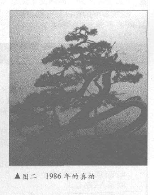 真柏盆景怎么10年培植的过程