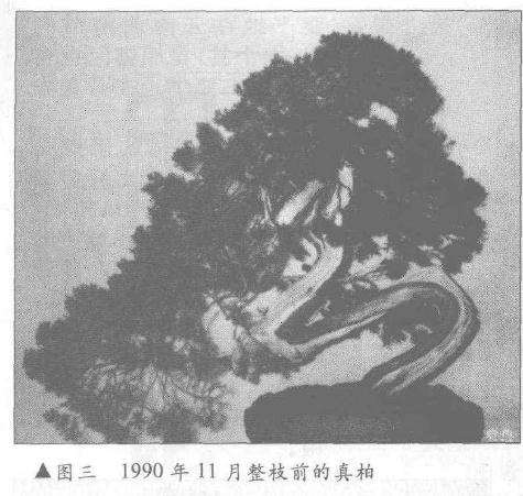 图解 真柏盆景怎么10年培植的过程
