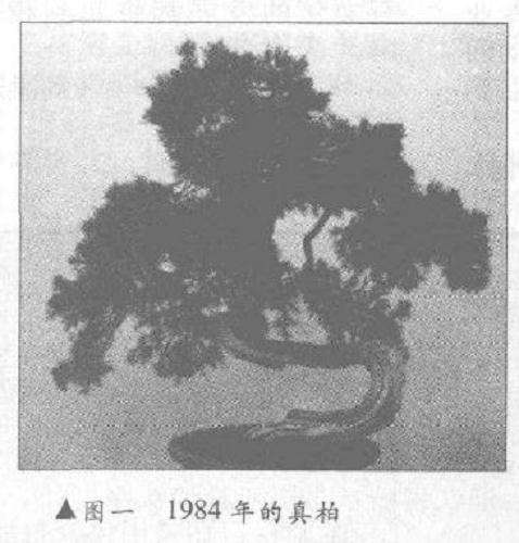 图解 真柏盆景怎么10年培植的过程