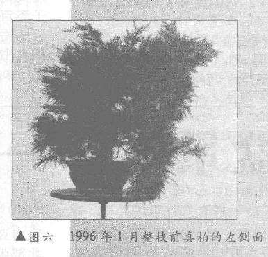 图解 真柏盆景怎么10年培植的过程