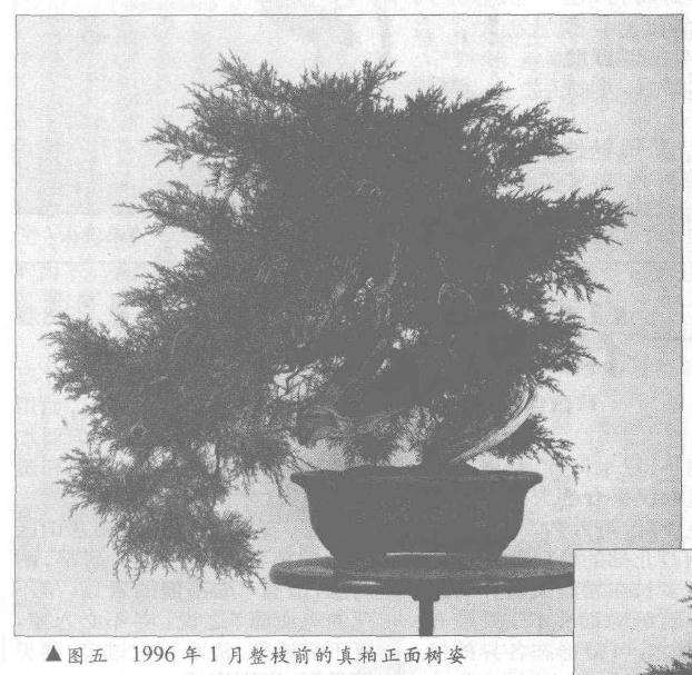 图解 真柏盆景怎么10年培植的过程