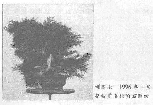 图解 真柏盆景怎么10年培植的过程