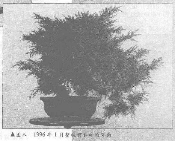 图解 真柏盆景怎么10年培植的过程