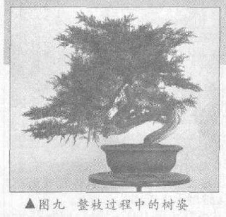 图解 真柏盆景怎么10年培植的过程