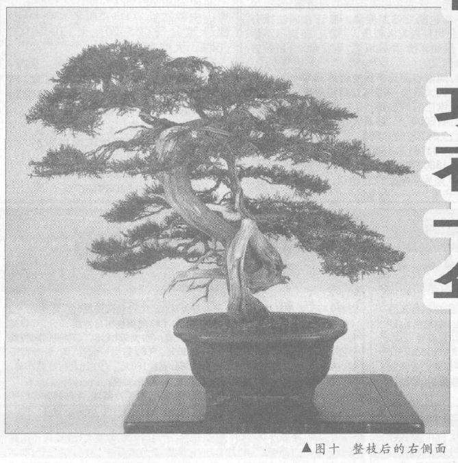 图解 真柏盆景怎么10年培植的过程