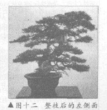 图解 真柏盆景怎么10年培植的过程