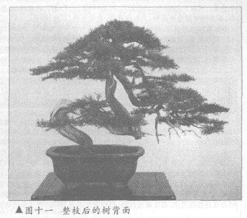 图解 真柏盆景怎么10年培植的过程