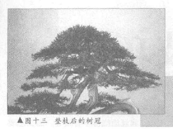 图解 真柏盆景怎么10年培植的过程