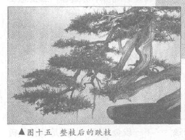 图解 真柏盆景怎么10年培植的过程