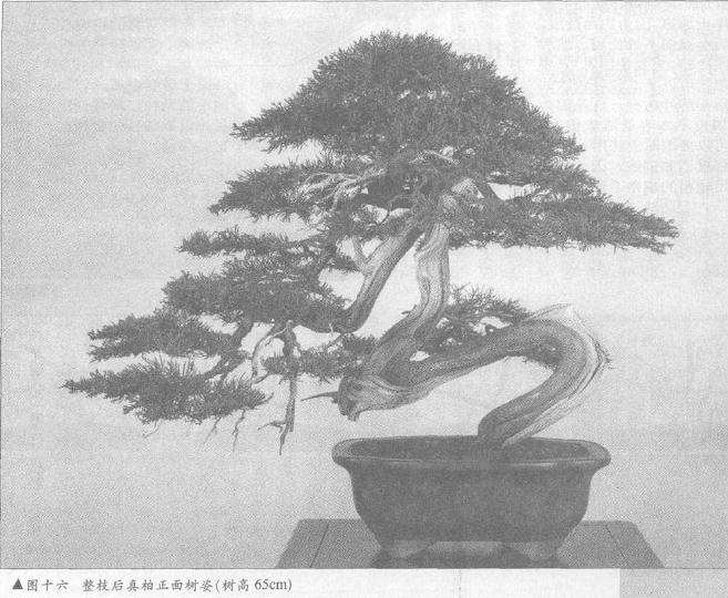 图解 真柏盆景怎么10年培植的过程