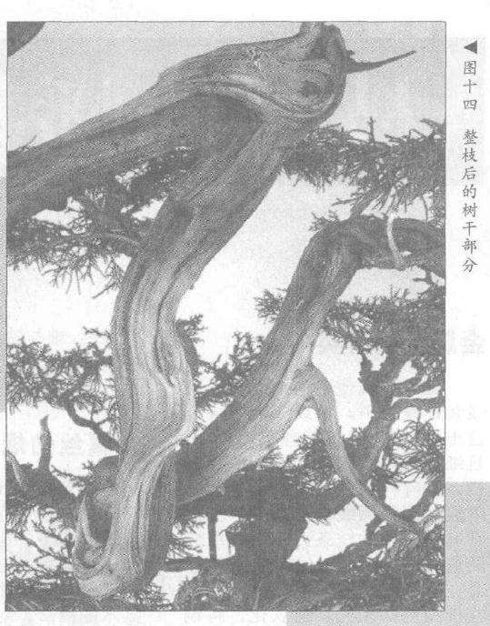 图解 真柏盆景怎么10年培植的过程