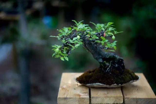 制作微型盆景的植物材料分为哪2大类