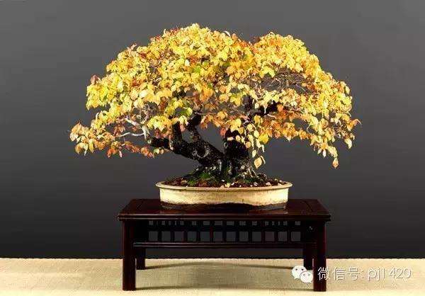 我该如何栽培槲树盆景 译文