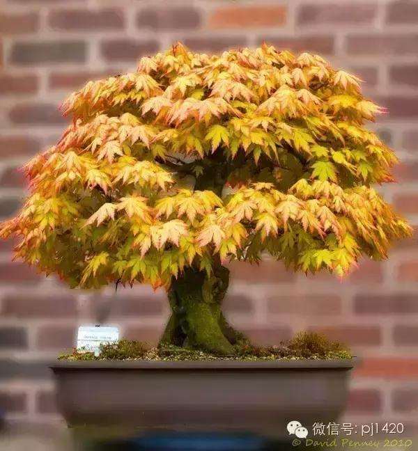 我在哪里种植盆景好