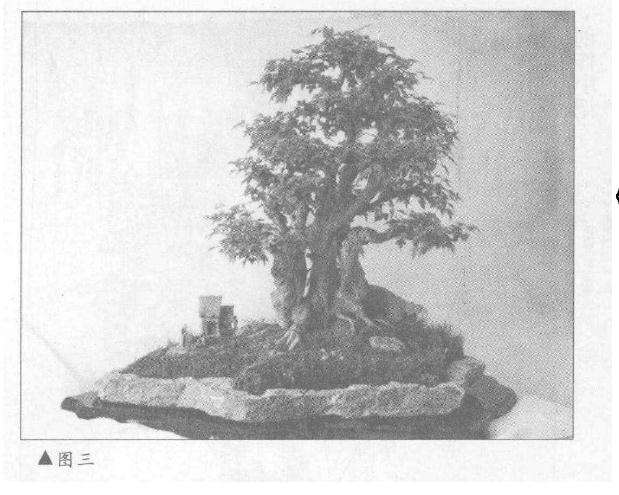 图解 三角枫盆景《春望》怎么制作设计