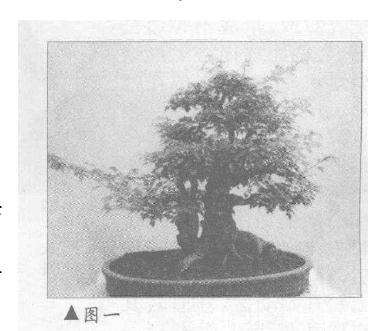 图解 三角枫盆景《春望》怎么制作设计