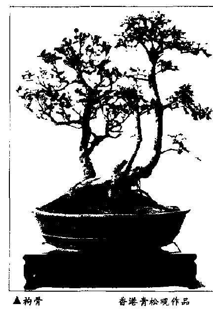 枸骨盆景怎么嫁接换冠的方法