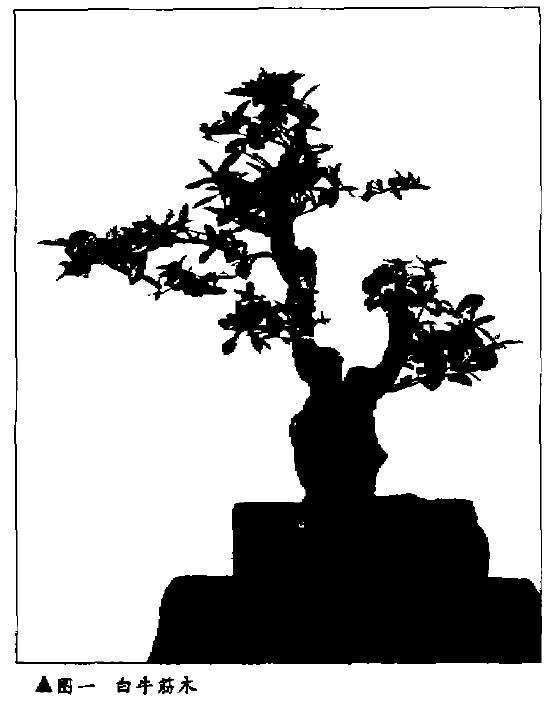 老桩盆景桩景佳材 牛筋木