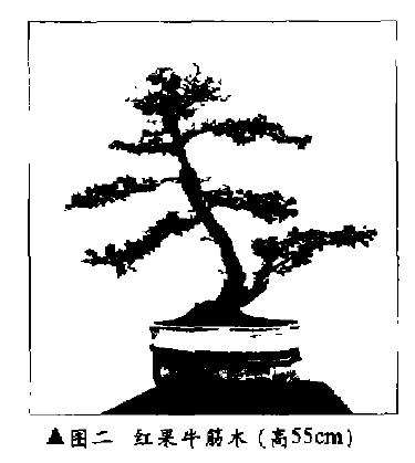 老桩盆景桩景佳材 牛筋木