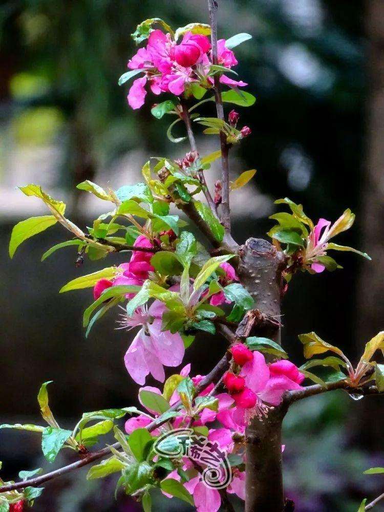 垂丝海赏盆景扦插和高压能活吗