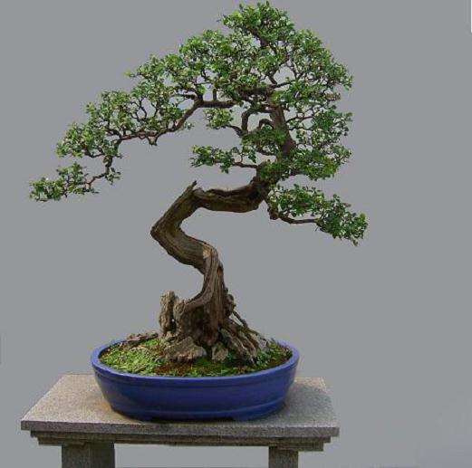 雀梅藤老桩盆景怎么养护的6个方法