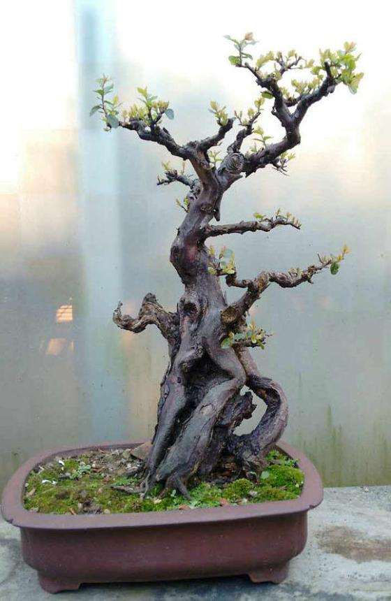 雀梅藤老桩盆景怎么上盆造型的方法