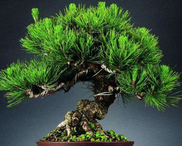 五针松盆景死亡 不知道是水多 还是少