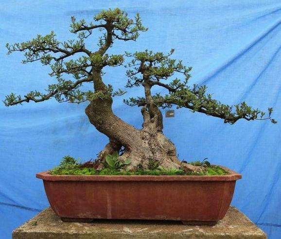 对节白蜡盆景出现枯黄了的情况