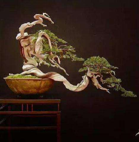 舍利干是中国盆景发展历程中的年轮