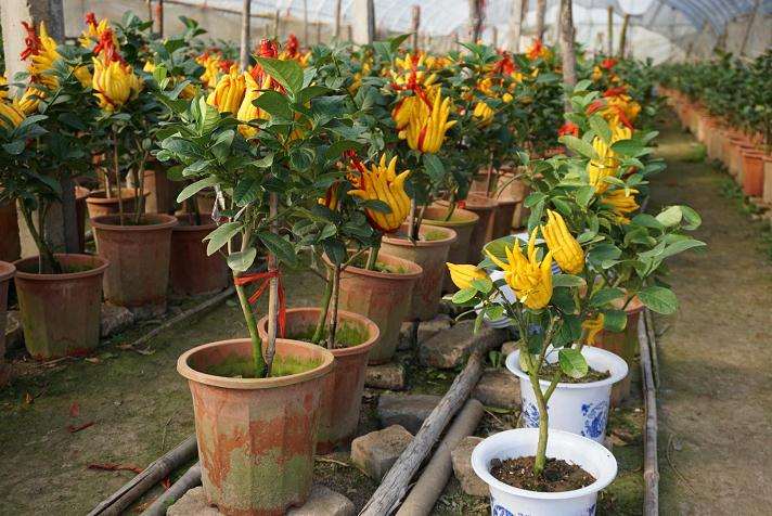 佛手盆景病虫害怎么防治的方法