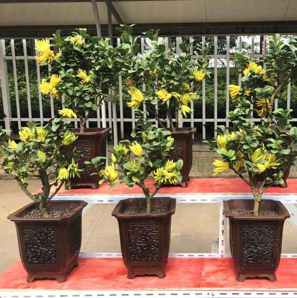 佛手盆景小果怎么嫁接的2个方法