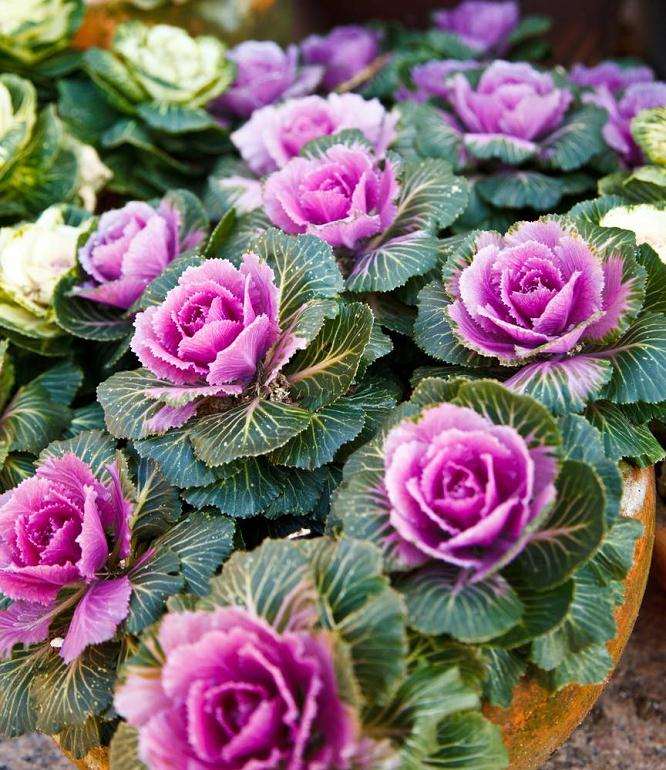 羽衣甘蓝有什么表现较好的品种