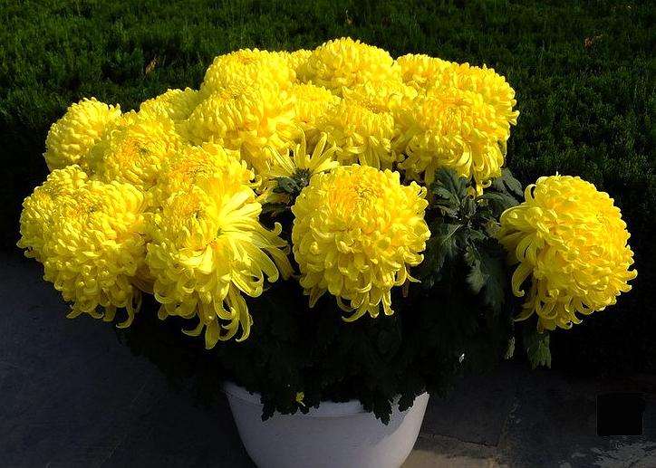 菊花盆景怎么延长花期的4个方法