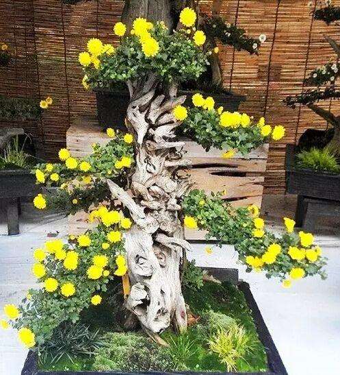 菊花盆景怎么延长花期的4个方法