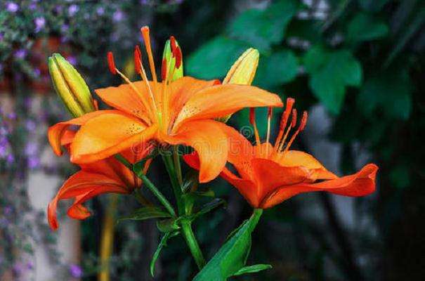 百合的病毒病有哪些