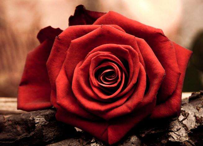 钻石玫瑰怎样组培快繁技术研究