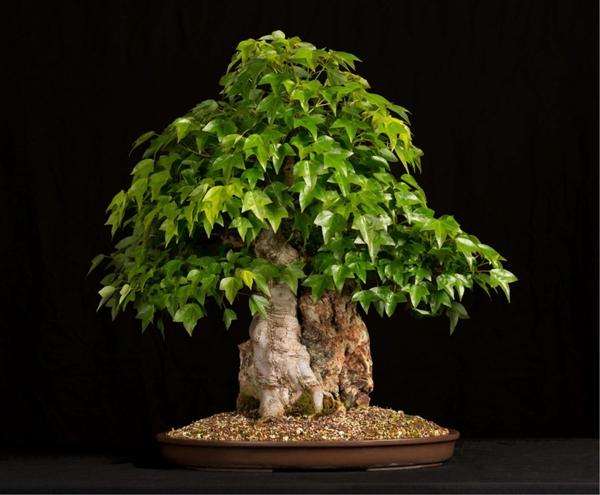 三角枫盆景得了白粉病怎么防治