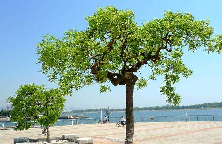 龙爪槐的砧木怎么整形修剪