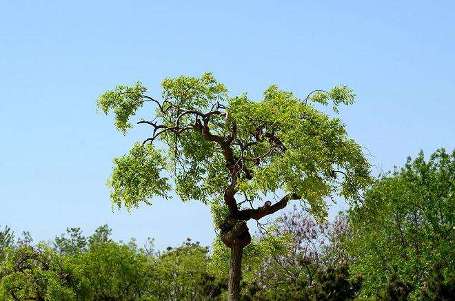 龙爪槐的砧木怎么嫁接养冠的方法
