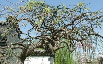 龙爪槐砧苗怎么定植养根的2个方法