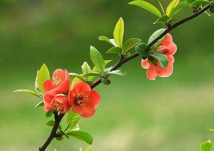 贴梗海棠怎么扦插繁殖的方法