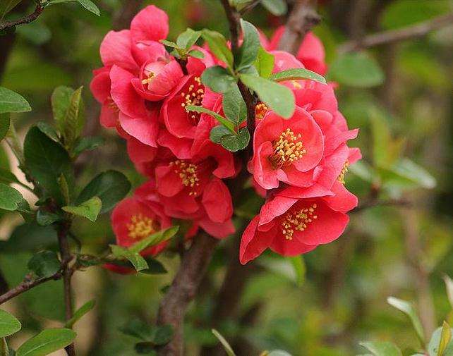 贴梗海棠怎么扦插繁殖的方法