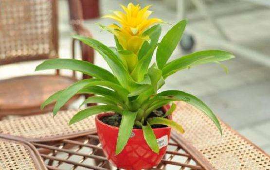 凤梨盆栽怎么花期调节的2个方法