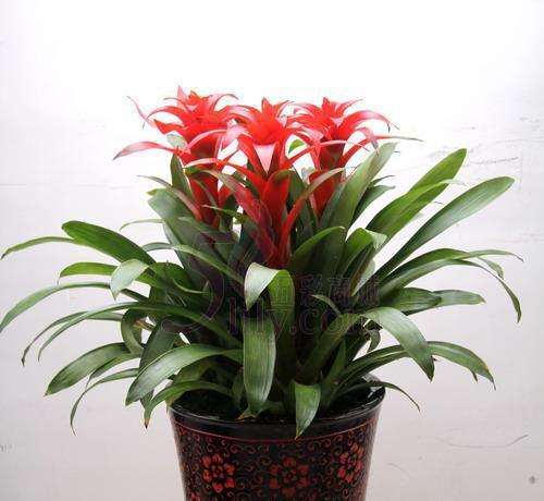 凤梨盆栽怎么栽培管理的3个方法