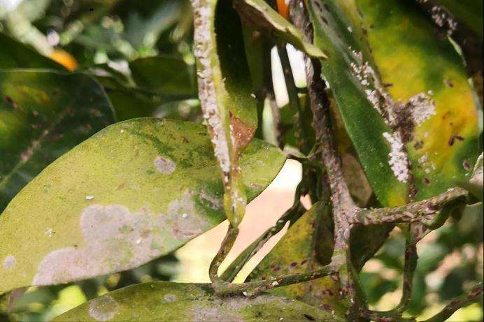 阴香褐圆病虫怎么防治的4个方法