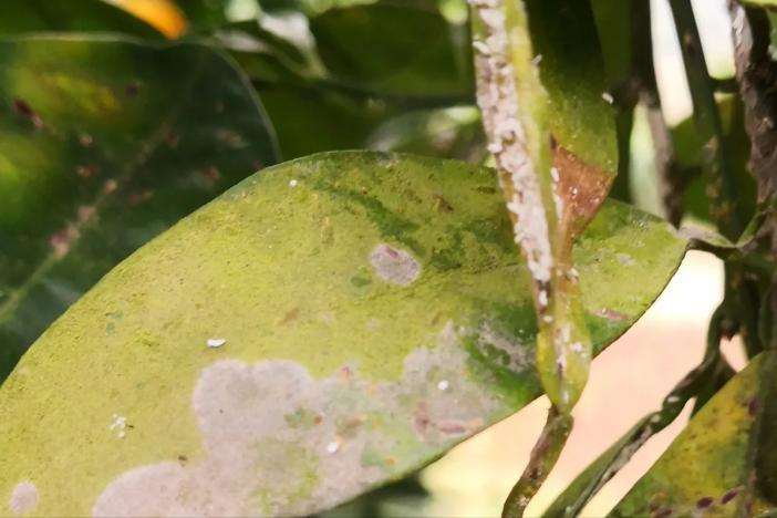 阴香褐圆病虫的3个体形态特征