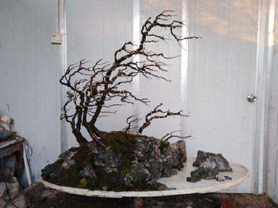 怎么潜心学习风动式盆景造型的方法