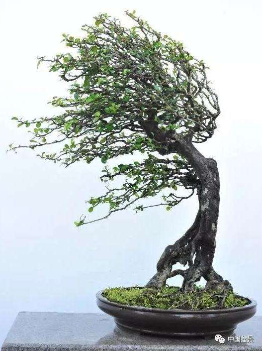 怎么潜心学习风动式盆景造型的方法