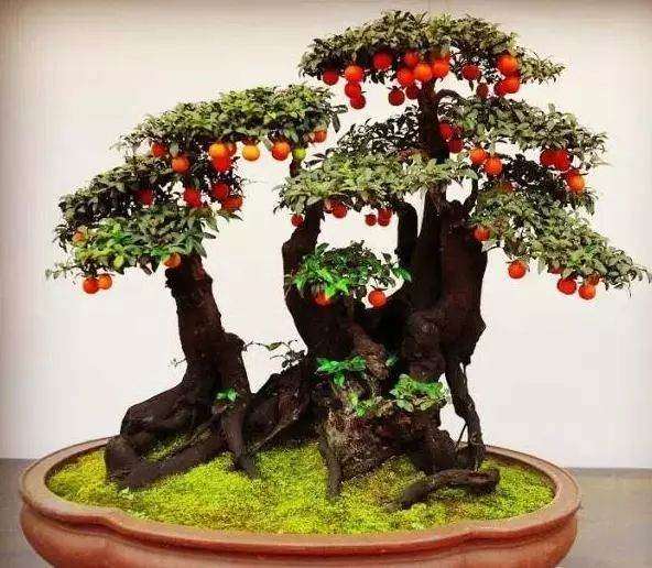 每天都浇水 金弹子盆景还是落叶